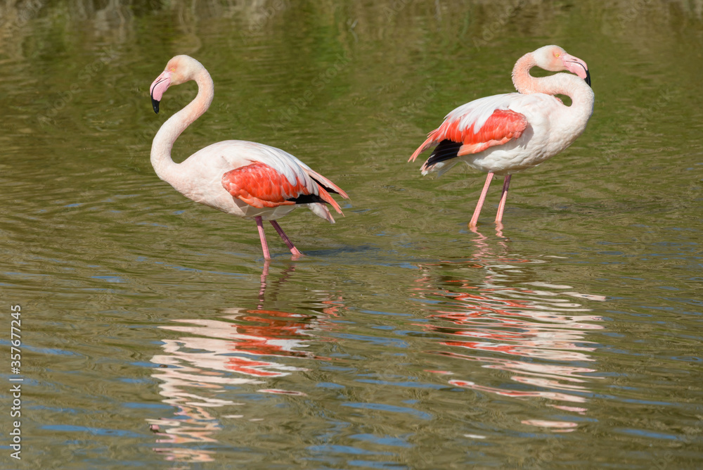 Pink Flamingo, Southern France, Camargue Pink Flamingo, Southern France, Camargue