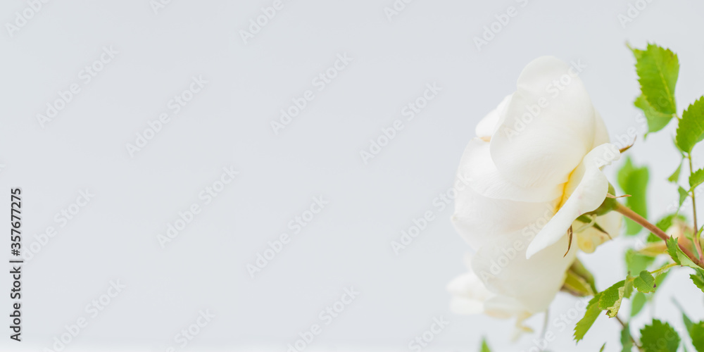 Fototapeta premium Blurred delicate petals of a white flower. Unfocused abstract floral background