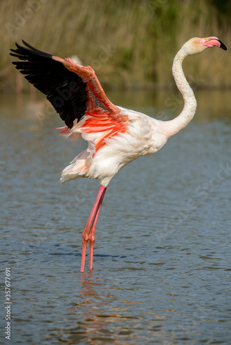 Pink Flamingo, Southern France, Camargue