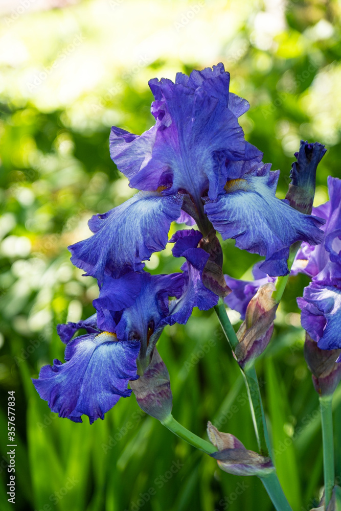 close up  of couple  beautiful blue iris flowers blooming in the garden under the shade with green background