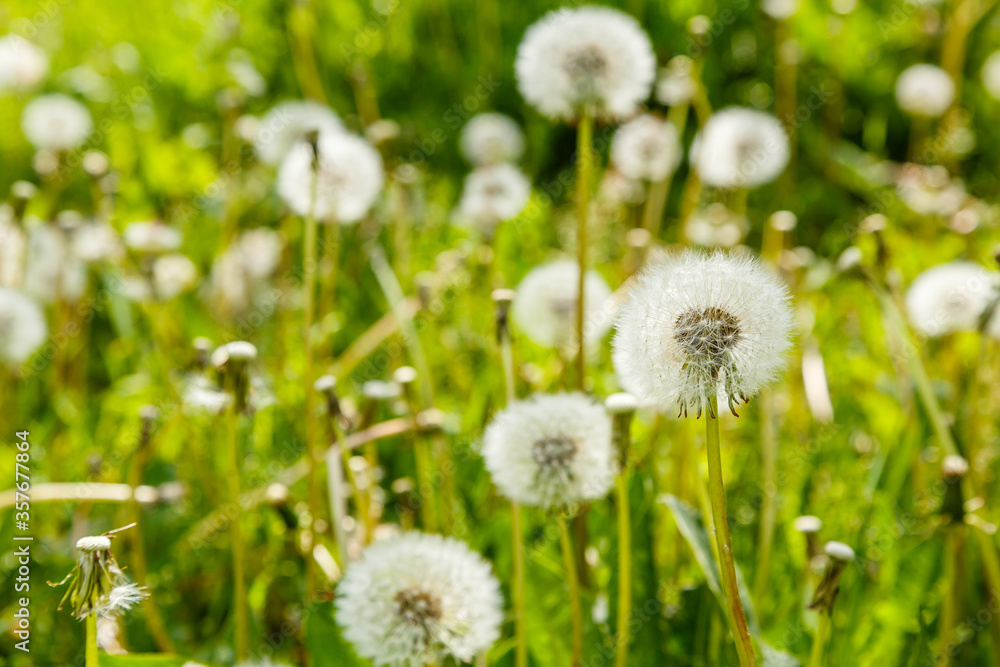 Summer background with blowball Summer background with blowball