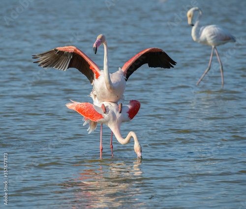 Pink Flamingo, Southern France, Camargue