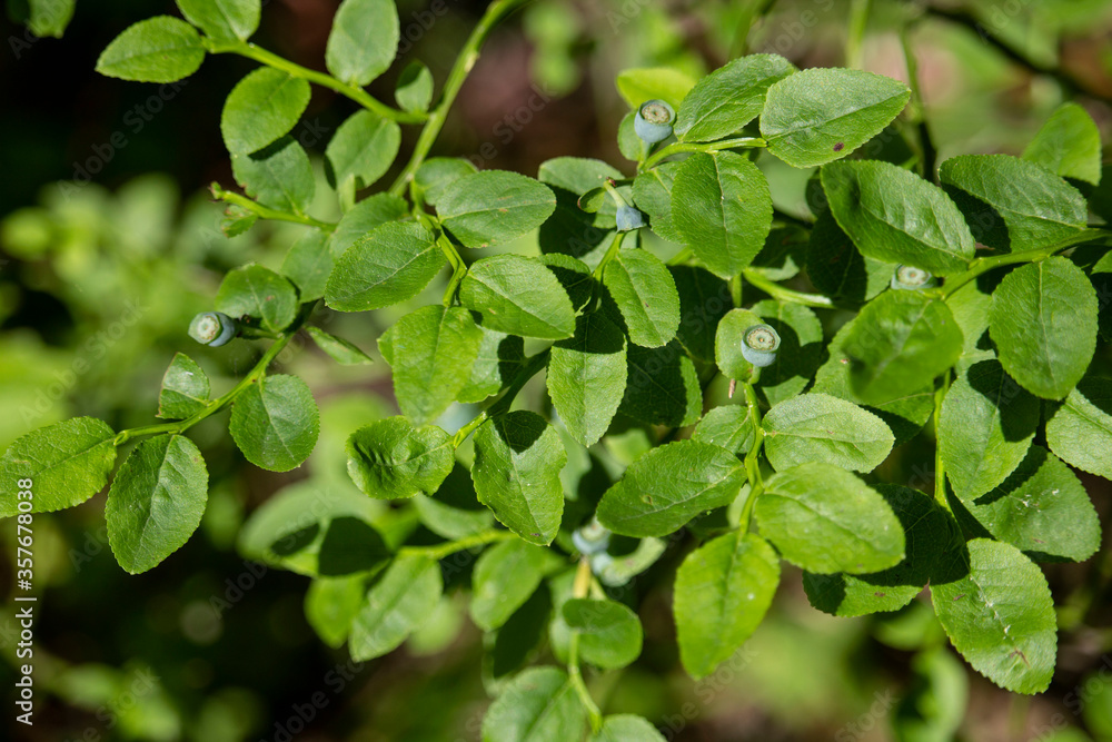 Obraz premium Blueberry bush in the forest close-up