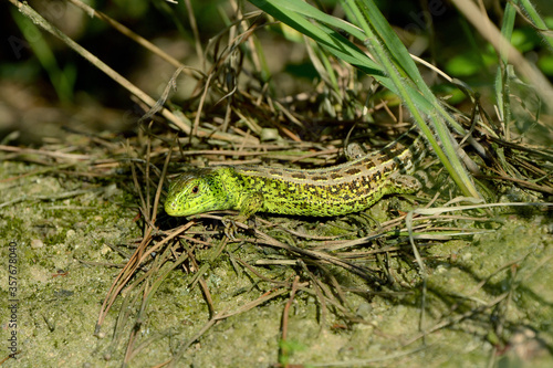 beautiful bright green lizard closeup