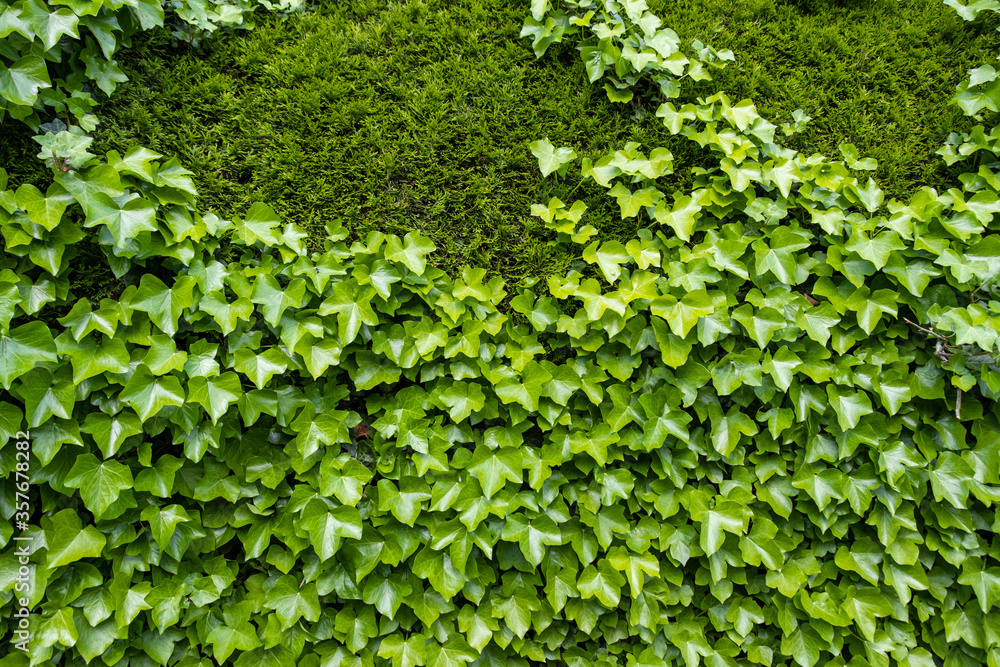 Fototapeta premium background texture of a fence fully covered with two kind of green leaves 