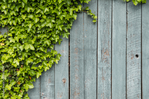 rough wooden fence with half side covered with green leaves