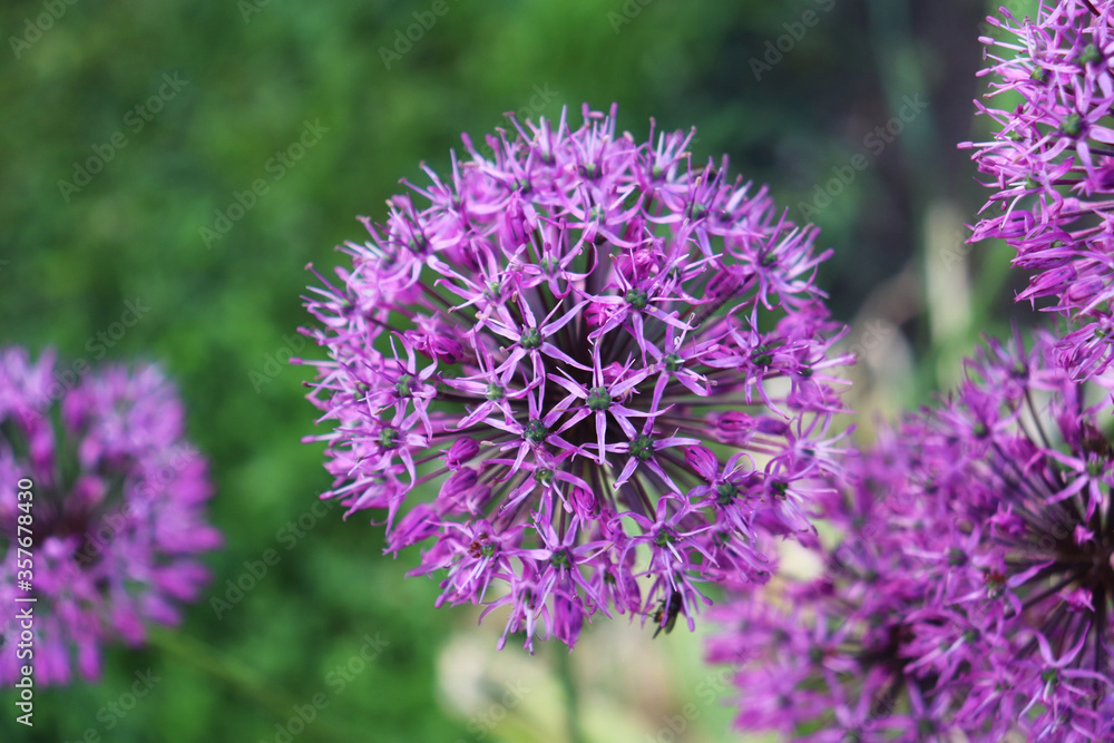 allium flowers close-up in the garden allium flowers close-up in the garden