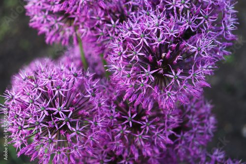 allium flowers close-up in the garden