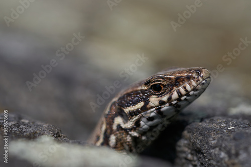 common wall lizard podarcis muralis Reptile Close up Portrait Clear