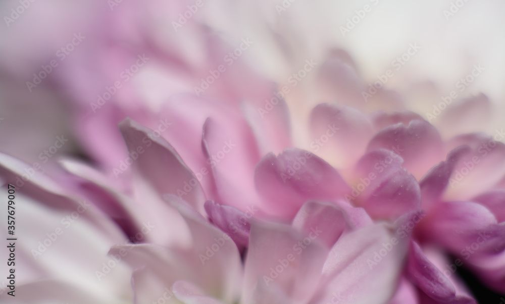 Beautiful close up chrysanthemum shot 