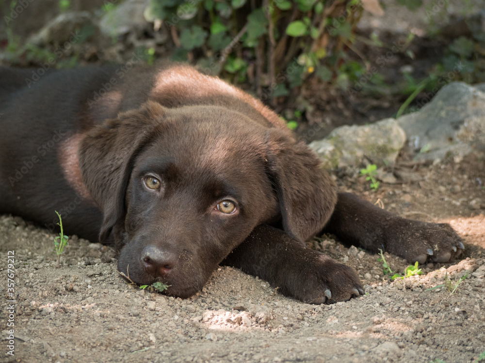 Sad looking chocolate labrador 3 and a half month old puppy lying down on the garden.