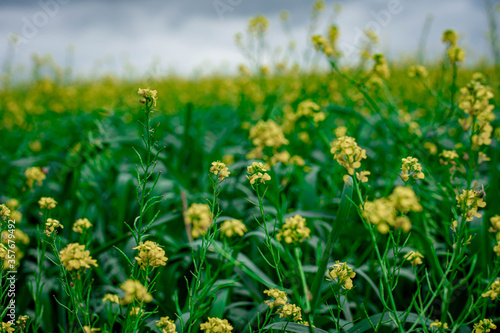 Rapeseed  yellow flowers in green grass  field of yellow flowers  summer Ukraine