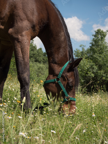 Close up of pure arabian stallion grazing in spring meadow.