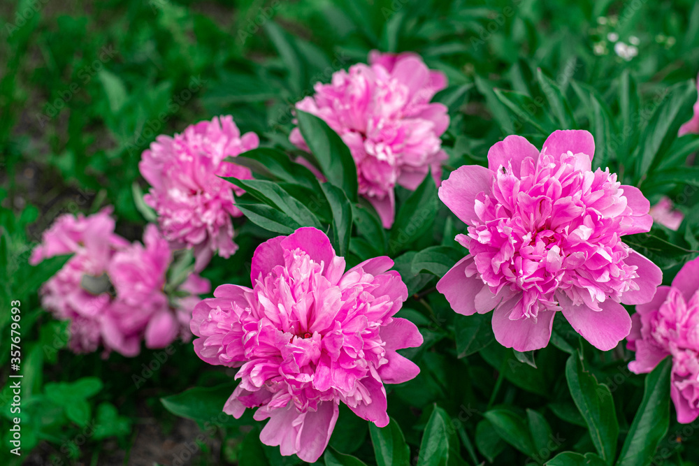 Bush of pink peonies in the garden, summer flowers