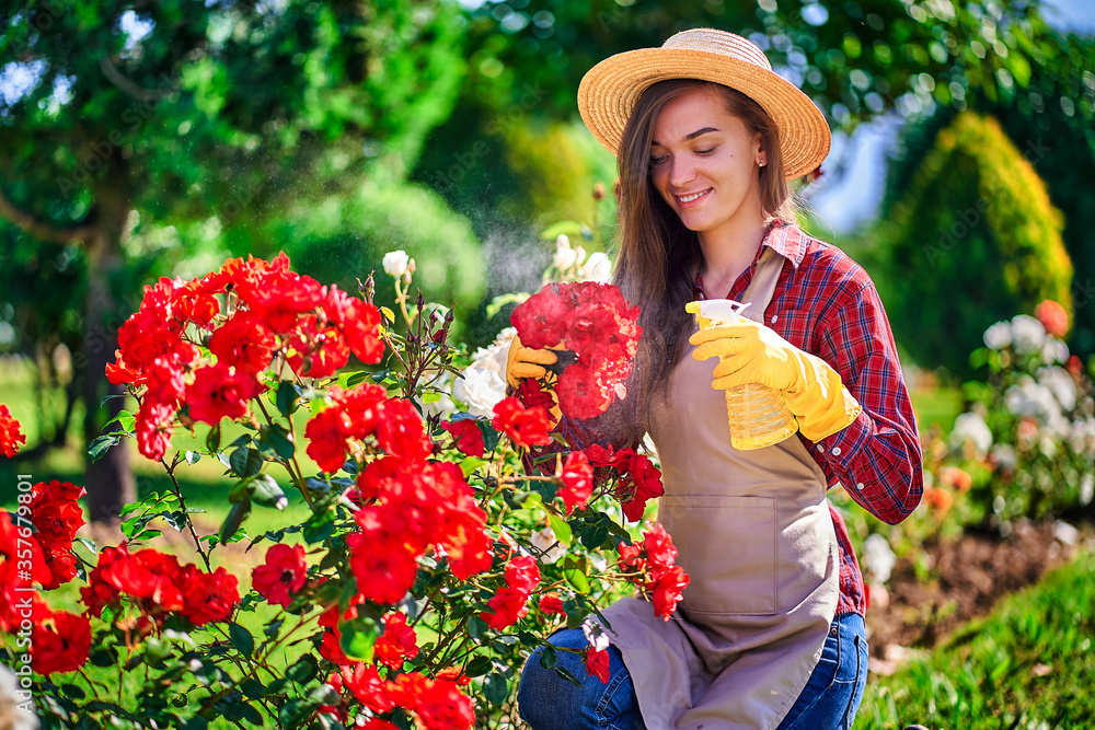 Attractive happy smiling woman gardener in straw hat, apron and yellow rubber gloves watering roses flowers with spray bottle and enjoys of gardening in backyard in sunny day