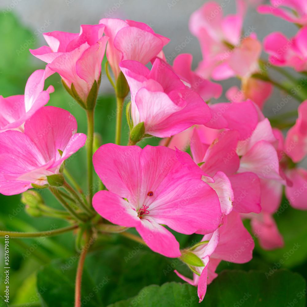 Close-up of blossom pink flowers Close-up of blossom pink flowers