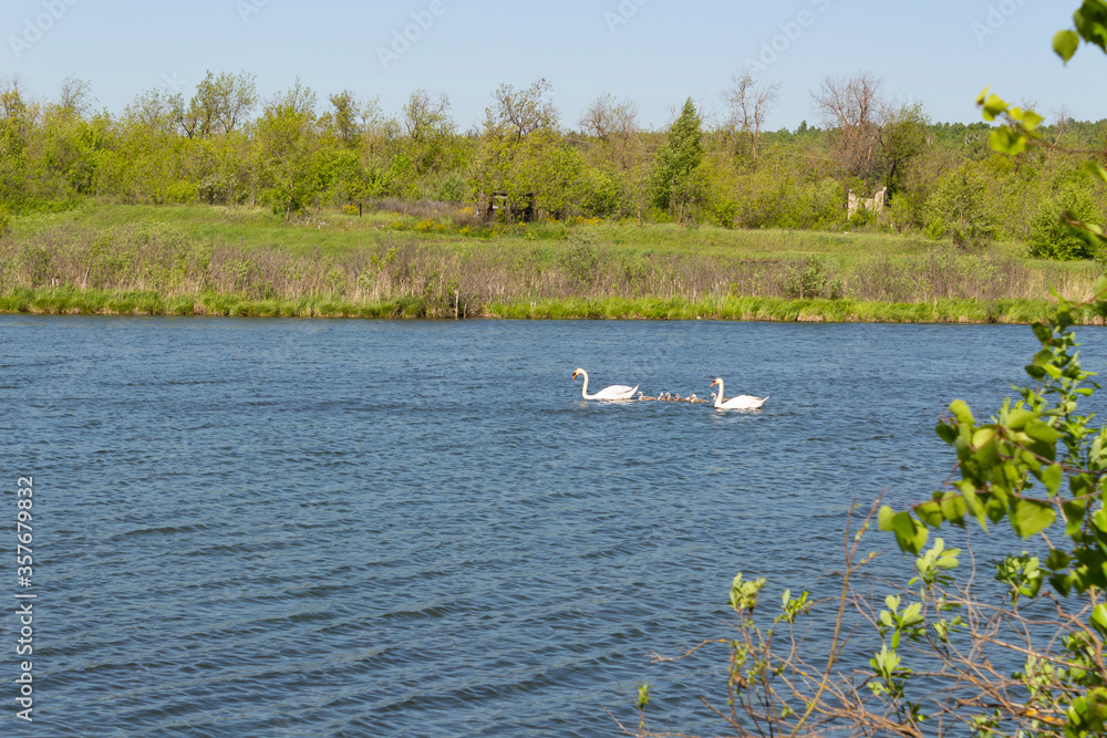 A family of swans on a pond in the Ulyanovsk region in Russia on a summer day.