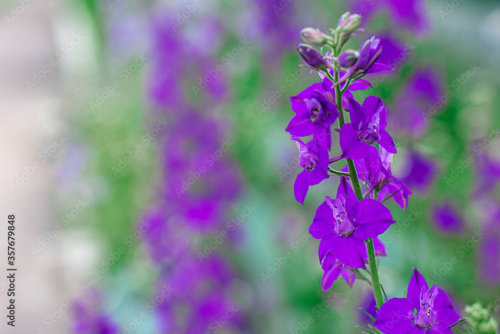 Wildflowers daisies bluebells summer time
Wildflowers daisies bluebells summer time