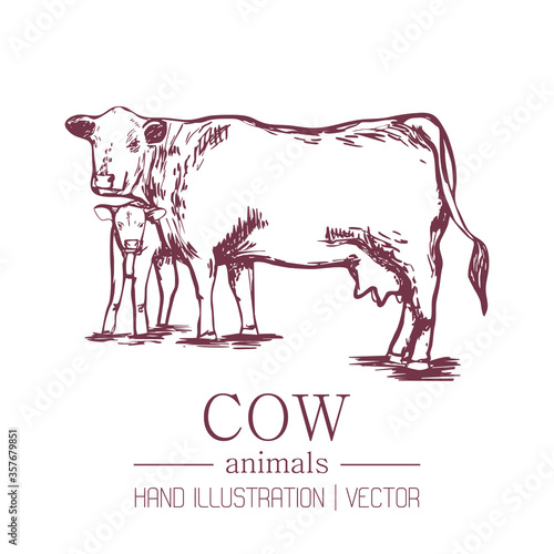 Cow with a calf on an isolated background of a hand-drawn illustration. A cow is a pet, and milk, cheese, and cottage cheese are produced using dotted lines. Vintage style. Package design. Vector.