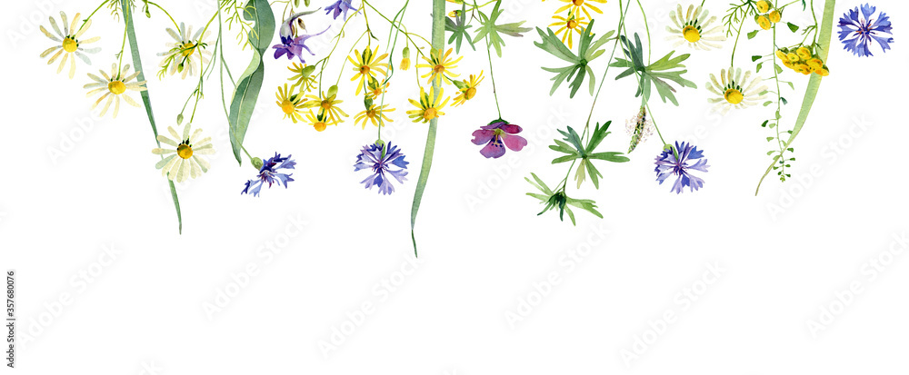 Composition of watercolor cornflowers, daisies and other wild flowers on a white background
