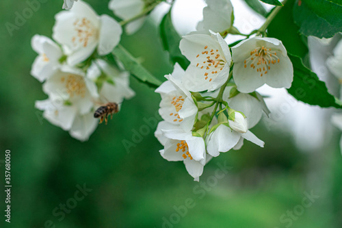 Blooming jasmine bush, bees on flowers, summer