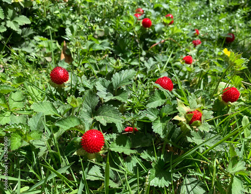 False wild strawberry plant (Duchesnea indica) in the garden photo