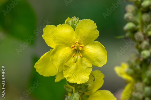 Verbascum densiflorum bright yellow denseflower in bloom, tall flowering herb medicinal plant