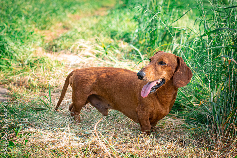 dog, red-haired dachshund walks in the field