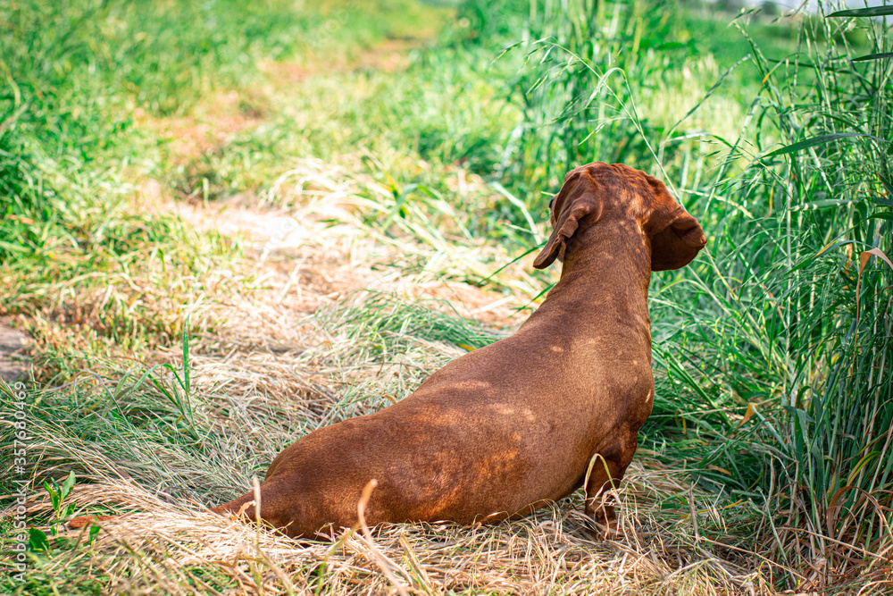 dog, red-haired dachshund walks in the field dog, red-haired dachshund walks in the field