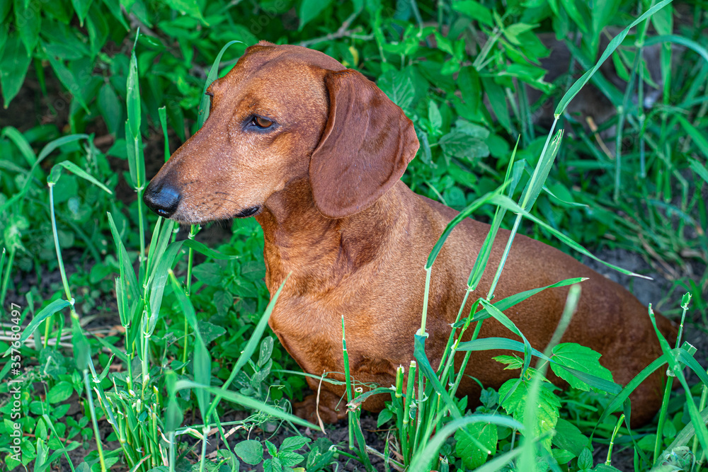dog, red-haired dachshund walks in the field