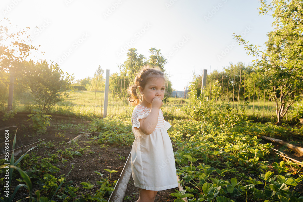 A cute and happy preschool girl collects and eats ripe strawberries in a garden on a summer day at sunset. Happy childhood. Healthy and environmentally friendly crop A cute and happy preschool girl collects and eats ripe strawberries in a garden on a summer day at sunset. Happy childhood. Healthy and environmentally friendly crop