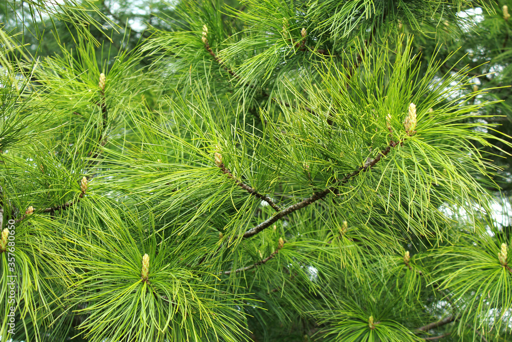 Natural background of cedar branches with young cones Natural background of cedar branches with young cones