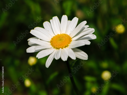Garden daisies        . Leucanthemum vulgare  on a natural background. Flowering of daisies. Oxeye daisy  Daisies  Dox-eye  Common daisy  Dog daisy  Moon daisy. Gardening concept