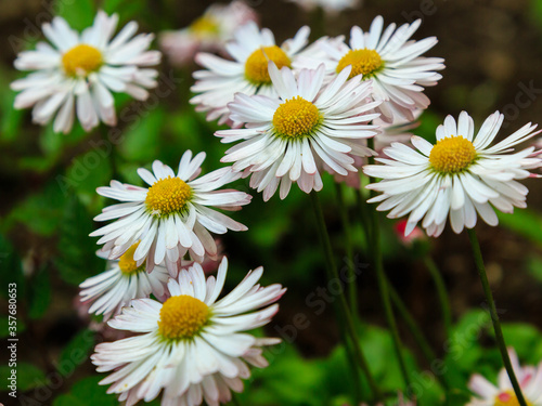 Double daisies on natural background. White daisies in the garden. Beautiful flowers of daisies