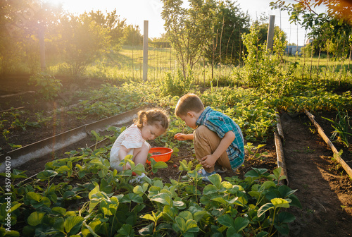 Cute and happy little brother and sister of preschool age collect and eat ripe strawberries in the garden on a Sunny summer day. Happy childhood. Healthy and environmentally friendly crop photo