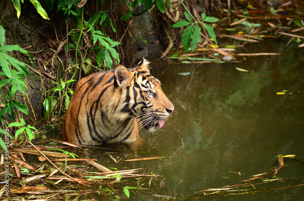 Sumatera tiger in water Sumatera tiger in water
