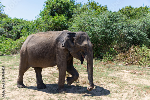 Close up of elephant in a Udawalawe National Park of Sri Lanka