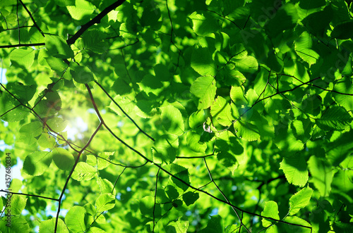green leaves bright foliage and sun rays bottom view natural background