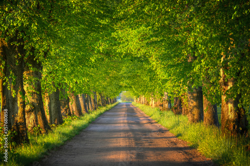 Countryside road among the trees. Masuria, Poland.