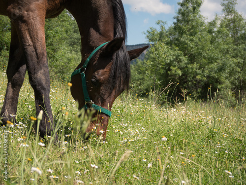Horizontal close up of pure arabian stallion grazing in spring meadow.
