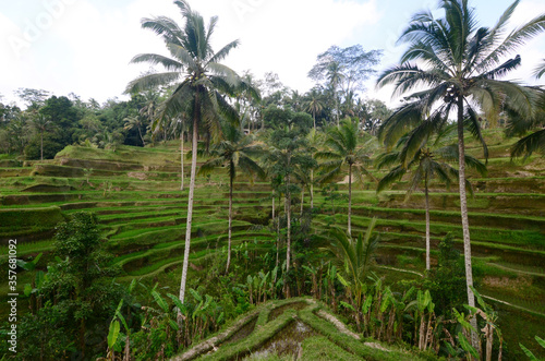 rice field in Tegalalang, Bali, Indonesia