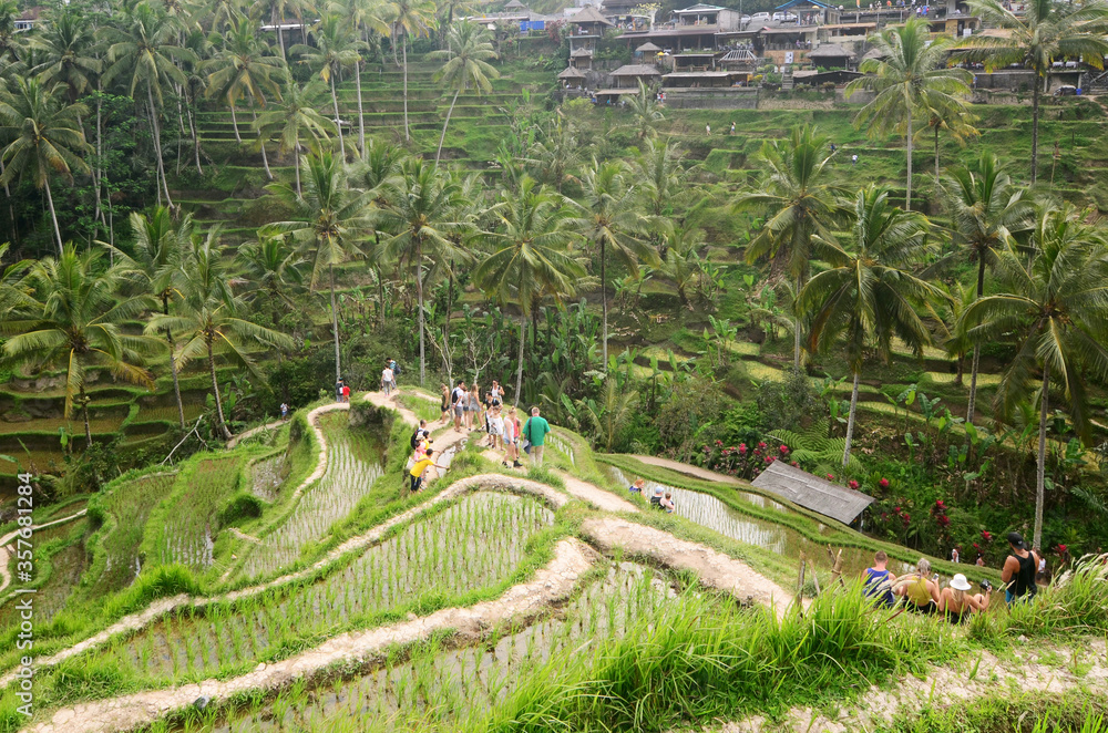 Tourist and rice field in Bali