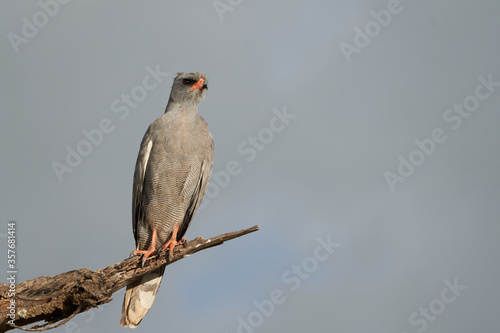 Goshawk eastern pale chanting goshawk or Somali chanting goshawk Melierax poliopterus Dark chanting goshawk Melierax metabates