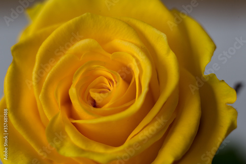 Yellow rose close-up. Macro shooting.