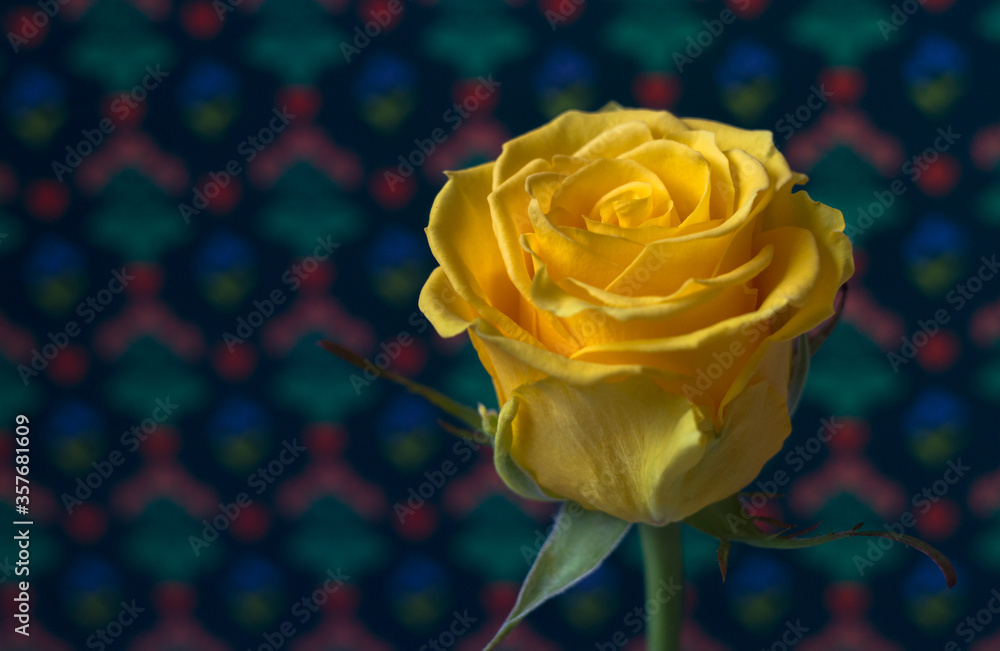 Fototapeta premium Yellow rose on a background with a pattern