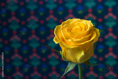 Yellow rose on a background with a pattern
