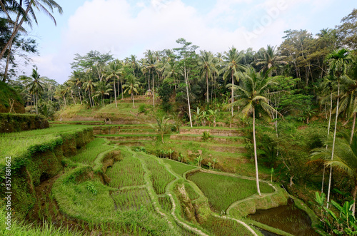 rice terraces in Tegal Alang, Bali, Indonesia
