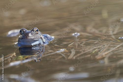 Water frog Pelophylax and Bufo Bufo in mountain lake with beautiful reflection of eyes Spring Mating © rocchas75