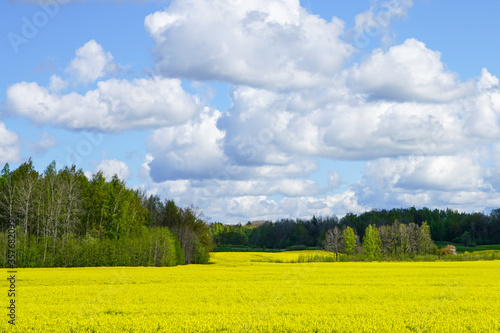 beautiful landscape with flowering fields, forests, blue sky with white clouds
