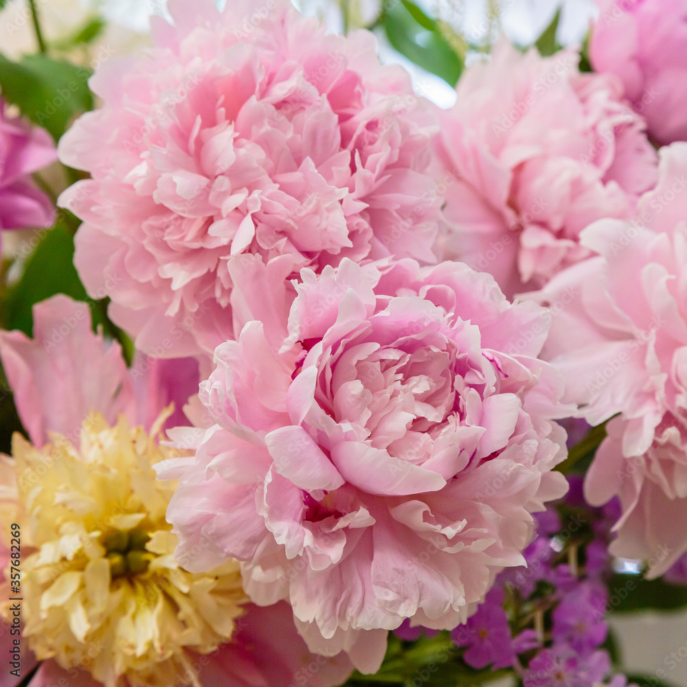 Peony close up. Pink background made of peony flowers. Pastel soft colors. Floral background.